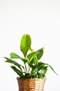 Peace Lily